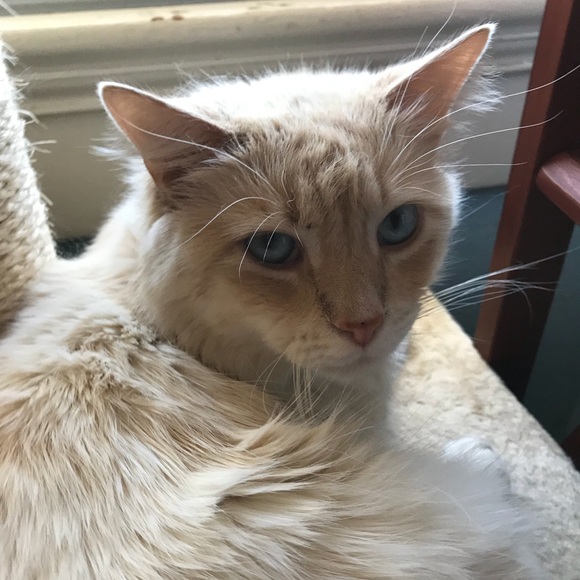 Meet your Posher, Angelina - Picture 5 of 6